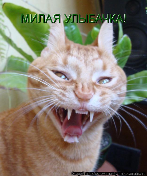 Котоматрица: МИЛАЯ УЛЫБАЧКА! МИЛАЯ УЛЫБАЧКА!