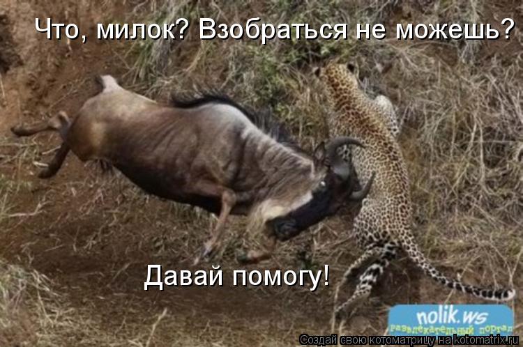 Котоматрица: Что, милок? Взобраться не можешь? Давай помогу!