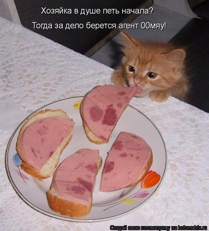 Котоматрица: Хозяйка в душе петь начала? Тогда за дело берется агент 00мяу!