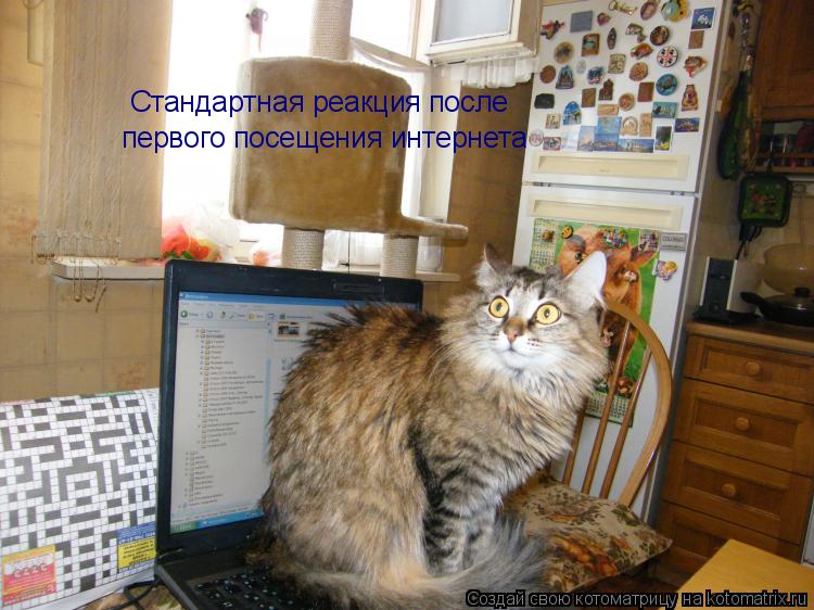 Котоматрица: Стандартная реакция после первого посещения интернета