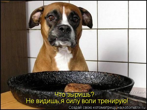 Котоматрица: Что зыришь? Не видишь,я силу воли тренирую!