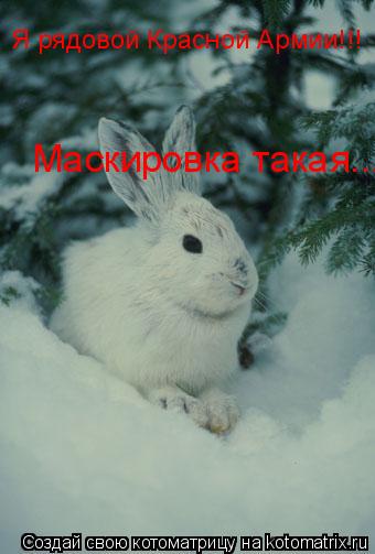 Котоматрица: Я рядовой Красной Армии!!! Маскировка такая...