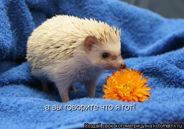 Котоматрица: ...а вы говорите что я гот!