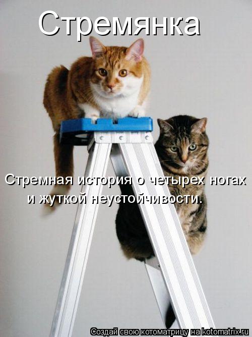 Стремянка Стремная история о четырех ногах и жуткой неустойчивости.... Котоматрица: Стремянка Стремная история о четырех ногах и жуткой неустойчивости.