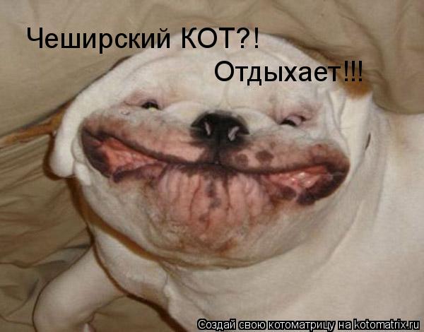 Котоматрица: Чеширский КОТ?! Отдыхает!!!