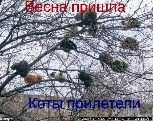 Котоматрица: Весна пришла Коты прилетели