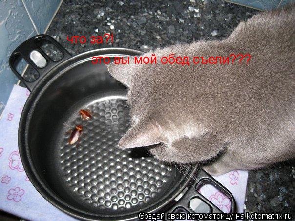 Котоматрица: что за?! это вы мой обед съели???
