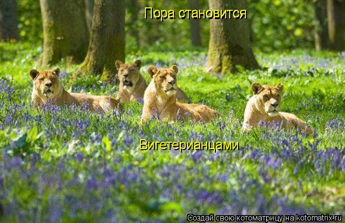 Котоматрица: N Пора становится Пора становится Вигетерианцами