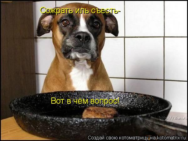 Котоматрица: Сожрать иль съесть-  Вот в чём вопрос!