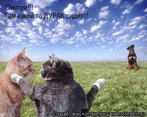 Смотри!!! Там какой то ДУРАК сидит!!!... Котоматрица: Смотри!!! Там какой то ДУРАК сидит!!!