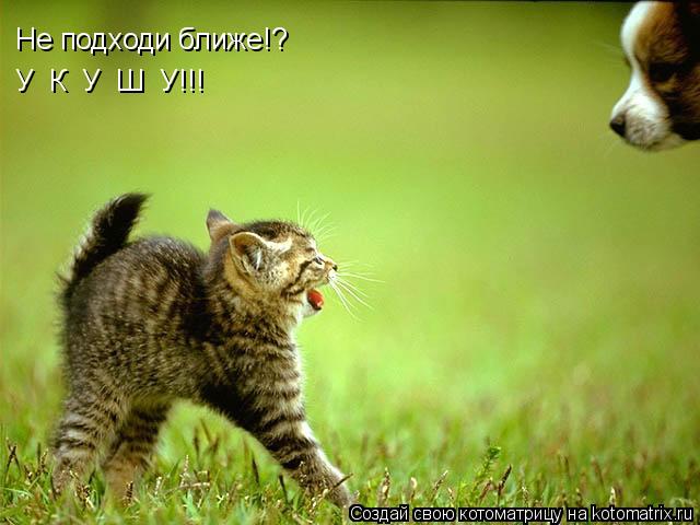 Не подходи ближе!? У К У Ш У!!!... Котоматрица: Не подходи ближе!? У К У Ш У!!!