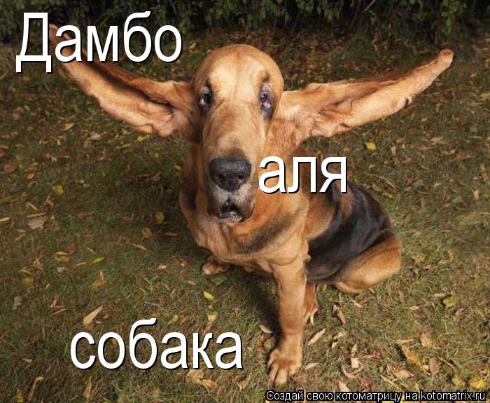 Дамбо аля собака... Котоматрица: Дамбо аля собака