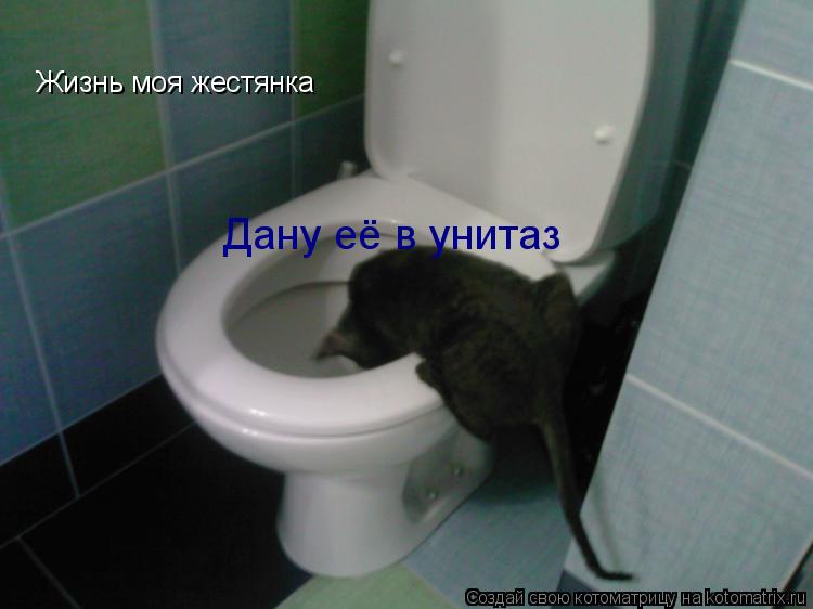 Жизнь моя жестянка Дану её в унитаз... Котоматрица: Жизнь моя жестянка Дану её в унитаз