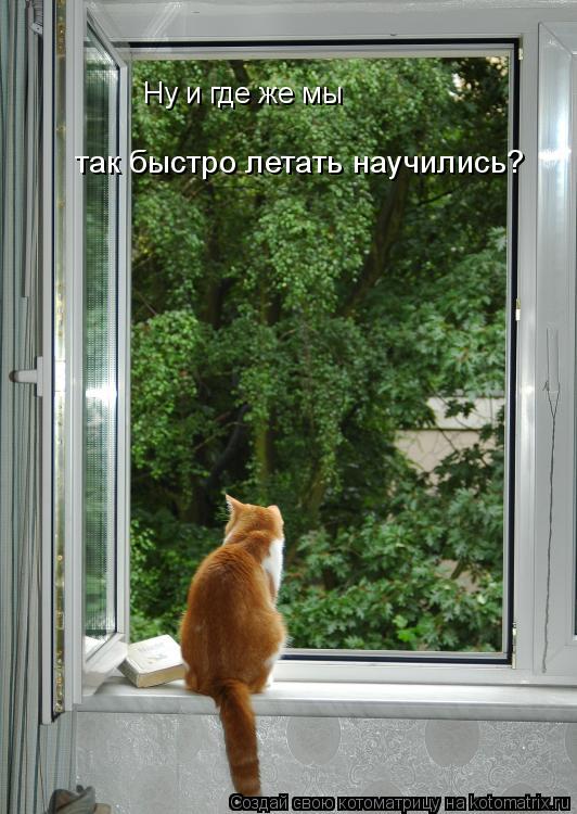 так быстро летать научились? Ну и где же мы... Котоматрица: так быстро летать научились? Ну и где же мы