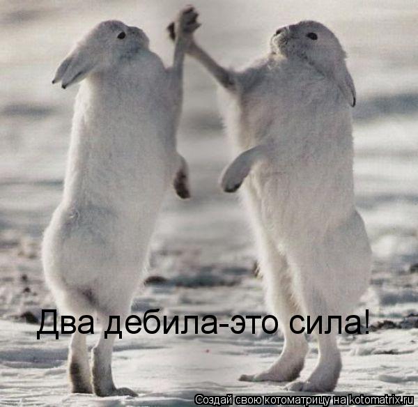 Два дебила-это сила!... Котоматрица: Два дебила-это сила!
