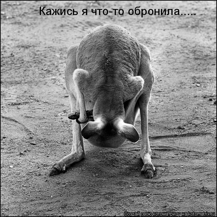 Кажись я что-то обронила........ Котоматрица: Кажись я что-то обронила.....