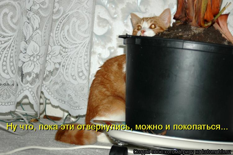 Ну что, пока эти отвернулись, можно и покопаться...... Котоматрица: Ну что, пока эти отвернулись, можно и покопаться...