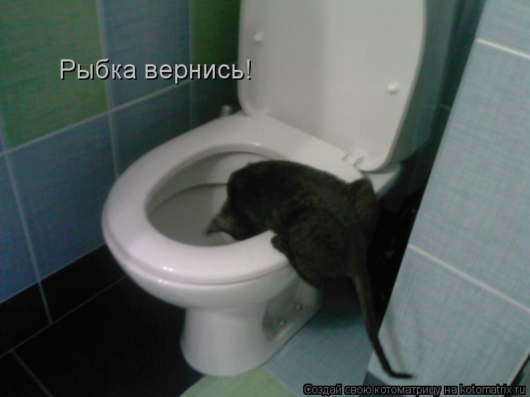 Рыбка вернись!... Котоматрица: Рыбка вернись!