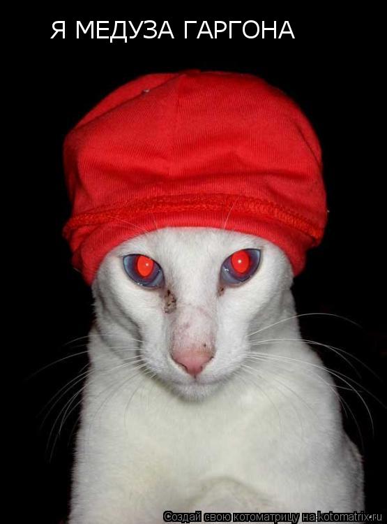Я МЕДУЗА ГАРГОНА... Котоматрица: Я МЕДУЗА ГАРГОНА