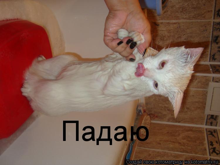 Падаю... Котоматрица: Падаю