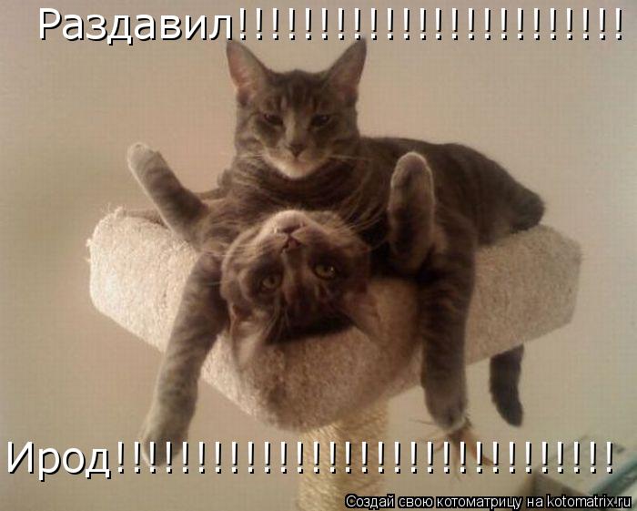 Раздавил!!!!!!!!!!!!!!!!!!!!!!!! Ирод!!!!!!!!!!!!!!!!!!!!!!!!!!!!!!!... Котоматрица: Раздавил!!!!!!!!!!!!!!!!!!!!!!!! Ирод!!!!!!!!!!!!!!!!!!!!!!!!!!!!!!!