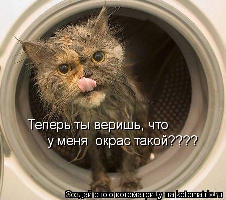 Теперь ты веришь, что у меня окрас такой???? у меня окрас такой????... Котоматрица: Теперь ты веришь, что у меня окрас такой???? у меня окрас такой????
