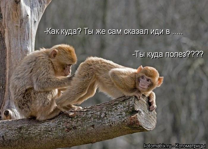 -Ты куда полез???? -Как куда? Ты же сам сказал иди в ........ Котоматрица: -Ты куда полез???? -Как куда? Ты же сам сказал иди в .....
