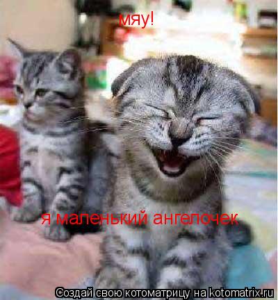 мяу! я маленький ангелочек... Котоматрица: мяу! я маленький ангелочек