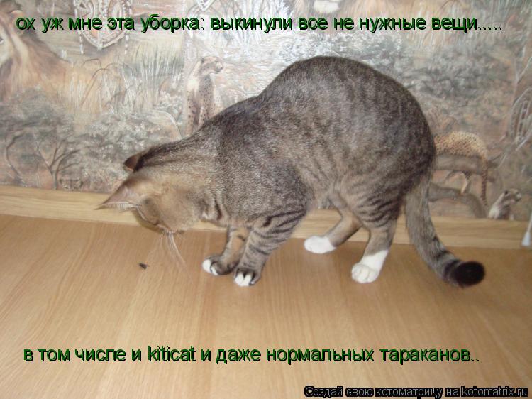 ох уж мне эта уборка: выкинули все не нужные вещи..... ох уж мне эта уборка: выкинули все не нужные в... Котоматрица: ох уж мне эта уборка: выкинули все не нужные вещи..... ох уж мне эта уборка: выкинули все не нужные вещи..... в том числе и kiticat и даже нормальных
