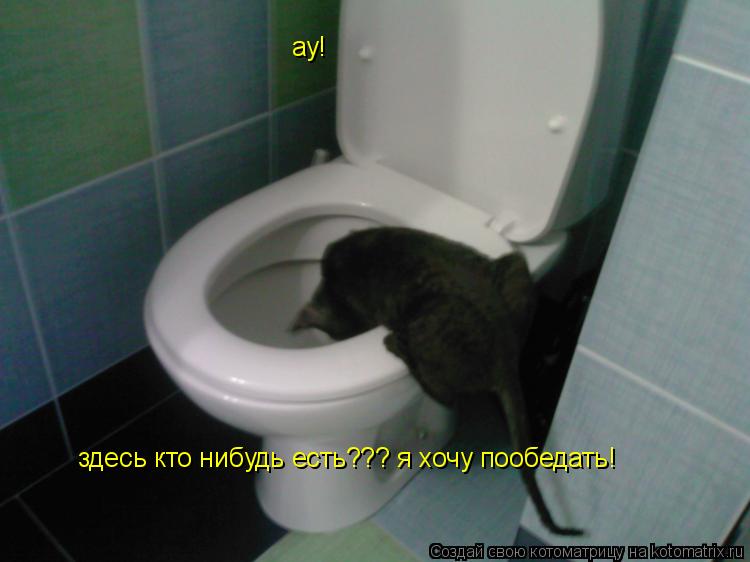 ау! здесь кто нибудь есть??? я хочу пообедать!... Котоматрица: ау! здесь кто нибудь есть??? я хочу пообедать!