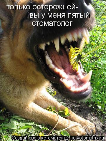 только осторожней- вы у меня пятый стоматолог стоматолог... Котоматрица: только осторожней- вы у меня пятый стоматолог стоматолог