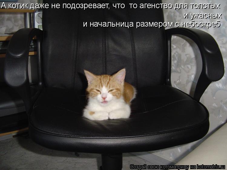 А котик даже не подозревает, что єто агенство для толстых и ужасных и начальница размером с небоскреб... Котоматрица: А котик даже не подозревает, что єто агенство для толстых и ужасных и начальница размером с небоскреб