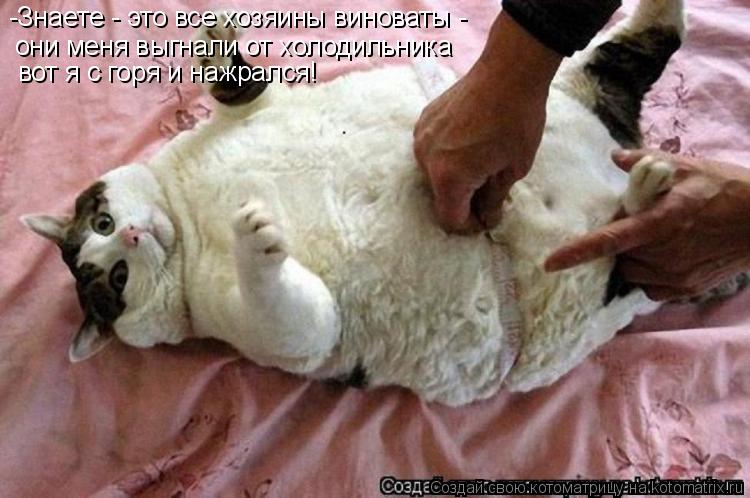 -Знаете - это все хозяины виноваты - они меня выгнали от холодильника вот я с горя и нажрался!... Котоматрица: -Знаете - это все хозяины виноваты - они меня выгнали от холодильника вот я с горя и нажрался!