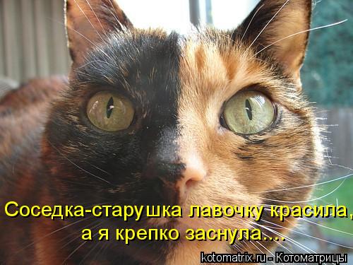 Соседка-старушка лавочку красила, а я крепко заснула....... Котоматрица: Соседка-старушка лавочку красила, а я крепко заснула....
