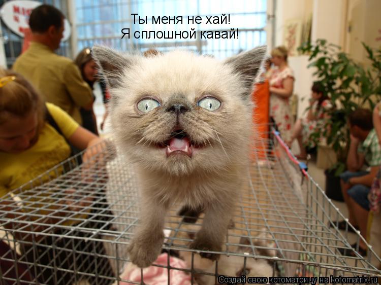 Котоматрица: Ты меня не хай! Я сплошной кавай!