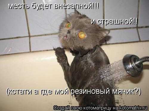 месть будет внезапной!!! (кстати а где мой резиновый мячик?) и страшной!!... Котоматрица: месть будет внезапной!!! (кстати а где мой резиновый мячик?) и страшной!!