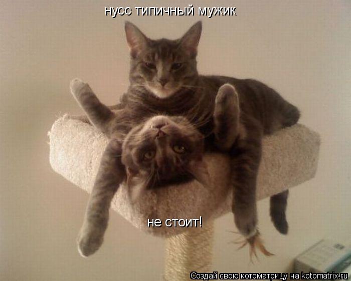не стоит! нусс типичный мужик... Котоматрица: не стоит! нусс типичный мужик