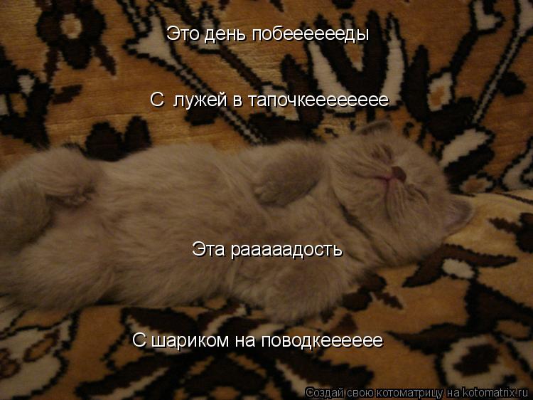 Это день побееееееды С лужей в тапочкееееееее Эта рааааадость С шариком на поводкееееее... Котоматрица: Это день побееееееды С лужей в тапочкееееееее Эта рааааадость С шариком на поводкееееее