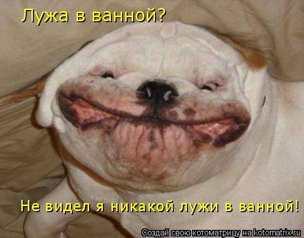 Лужа в ванной? Не видел я никакой лужи в ванной!... Котоматрица: Лужа в ванной? Не видел я никакой лужи в ванной!