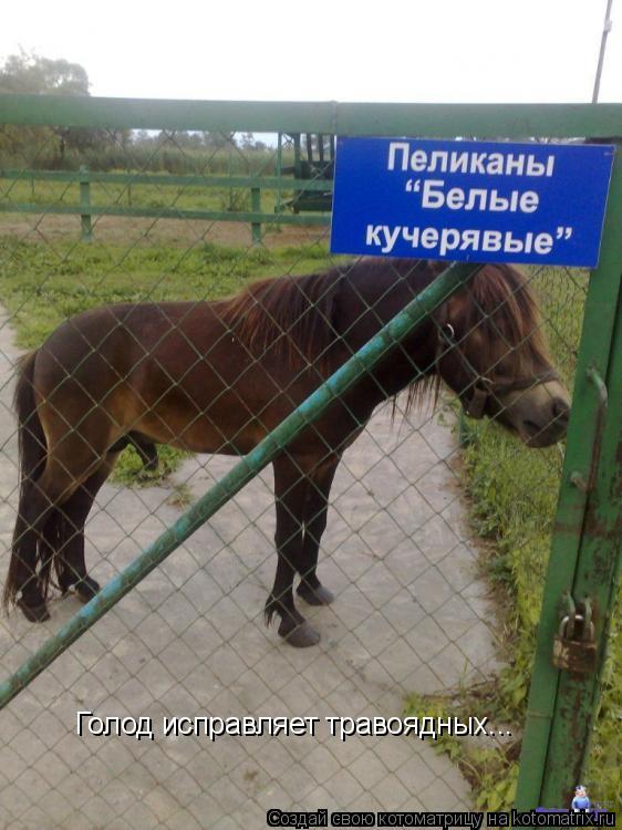 Голод исправляет травоядных...... Котоматрица: Голод исправляет травоядных...