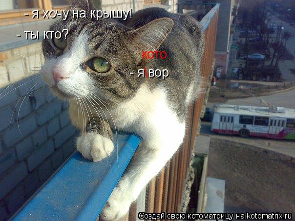 - я хочу на крышу! - ты кто? - я вор кото... Котоматрица: - я хочу на крышу! - ты кто? - я вор кото
