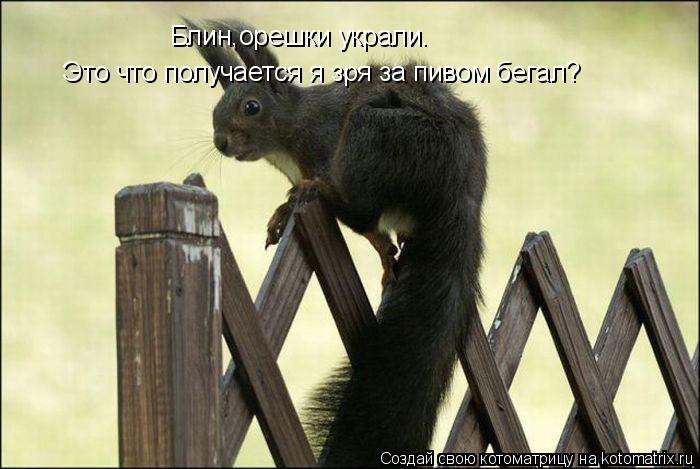 Это что получается я зря за пивом бегал? Блин,орешки украли.... Котоматрица: Это что получается я зря за пивом бегал? Блин,орешки украли.