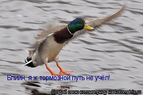 Блиин, я ж тормозной путь не учёл!..... Котоматрица: Блиин, я ж тормозной путь не учёл!..