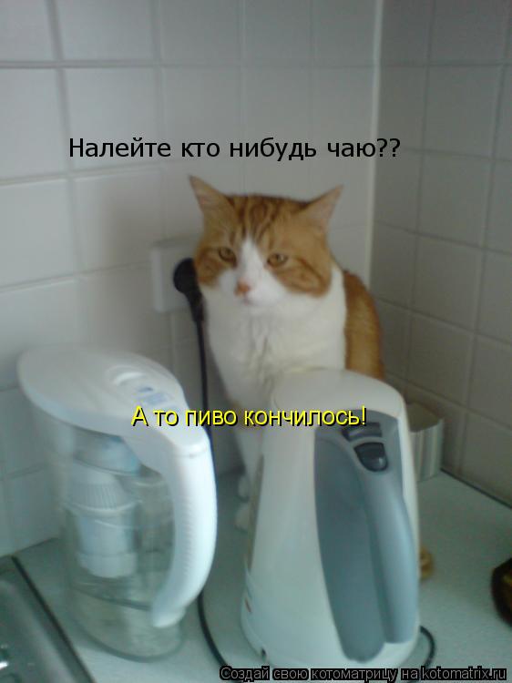 Налейте кто нибудь чаю?? А то пиво кончилось!... Котоматрица: Налейте кто нибудь чаю?? А то пиво кончилось!