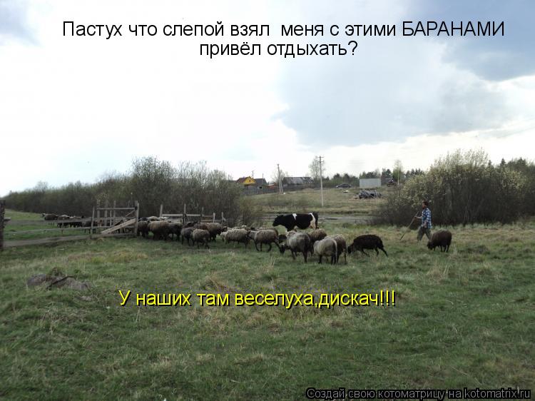 Пастух что слепой взял меня с этими БАРАНАМИ привёл отдыхать? У наших там веселуха,дискач!!!... Котоматрица: Пастух что слепой взял меня с этими БАРАНАМИ привёл отдыхать? У наших там веселуха,дискач!!!