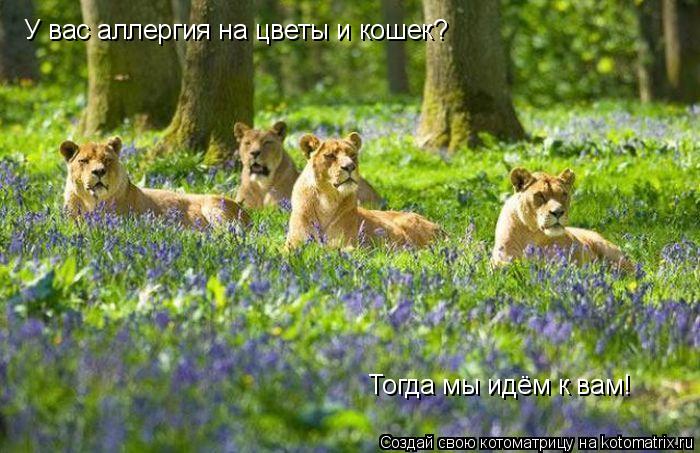 У вас аллергия на цветы и кошек? Тогда мы идём к вам!... Котоматрица: У вас аллергия на цветы и кошек? Тогда мы идём к вам!