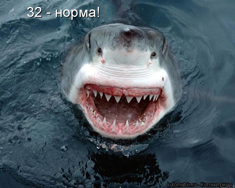 Котоматрица: 32 - норма!