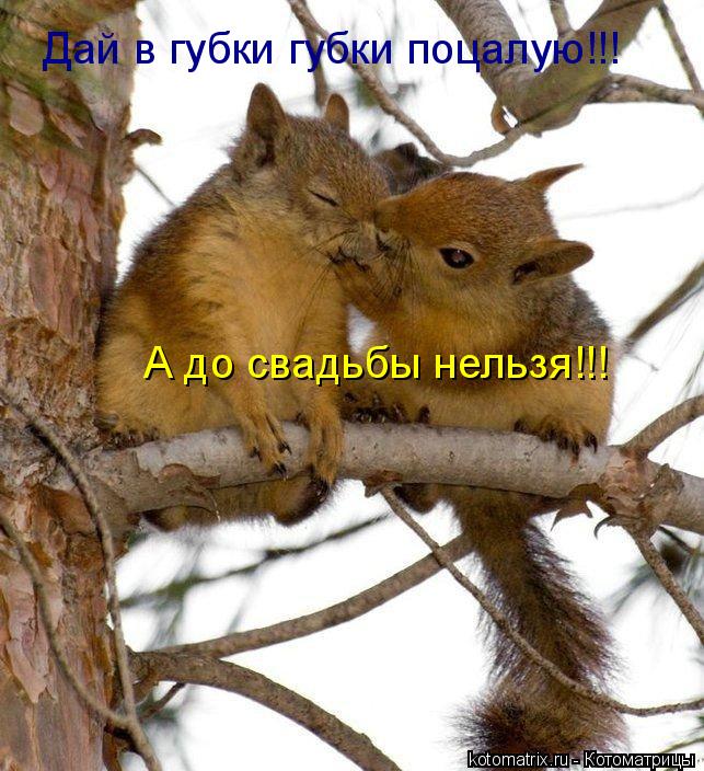 Дай в губки губки поцалую!!! А до свадьбы нельзя!!!... Котоматрица: Дай в губки губки поцалую!!! А до свадьбы нельзя!!!