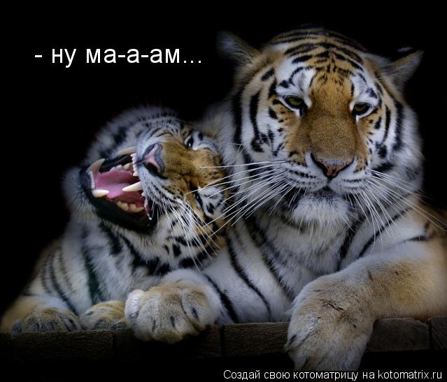 - ну ма-а-ам...... Котоматрица: - ну ма-а-ам...