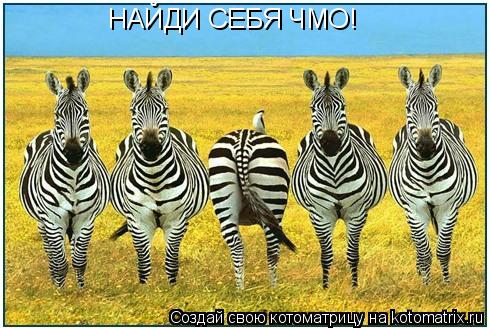 НАЙДИ СЕБЯ ЧМО!... Котоматрица: НАЙДИ СЕБЯ ЧМО!